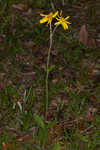 Common Leopardbane